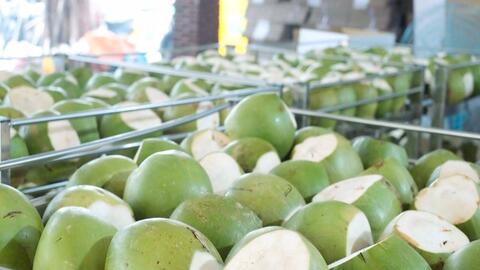 Thứ quả có nước thanh mát, giờ giá tăng rất mạnh, còn hướng đến mục tiêu xuất khẩu 1 tỷ USD