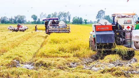 Nông dân Cờ Đỏ đạt mức lời cao từ vụ lúa thu đông 