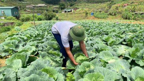 Trồng rau trái vụ ở Sa Pa, nông dân ung dung bán bao nhiêu cũng hết, tiền thu đầy túi