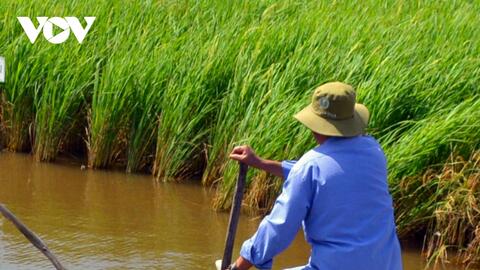 Vì sao Cà Mau thu hồi 3 nhãn hiệu gạo Tép hành Cà Mau, tài nguyên đục Cà Mau và một bụi lùn Cà Mau?