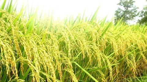 Ấn Độ sắp hạ giá sàn gạo basmati, giá lúa, gạo xuất khẩu của Việt Nam ra sao?