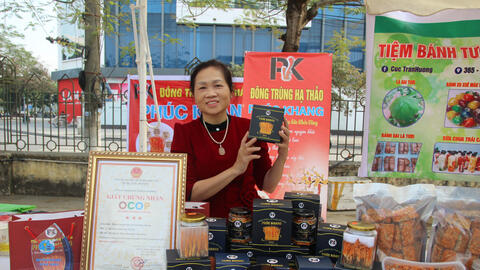 Nuôi cấy đông trùng hạ thảo trên nhộng tằm, một nữ nông dân ở Nam Định thu hơn nửa tỷ đồng mỗi năm