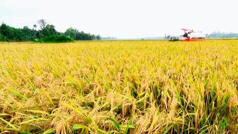 Thị trường gạo châu Á vắng vẻ do giá cao, trong nước giá lúa Thu Đông bật tăng trở lại