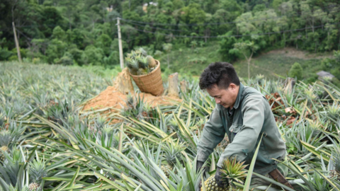 Mường Chà: Cầm tay chỉ việc, giúp nông dân phát triển kinh tế