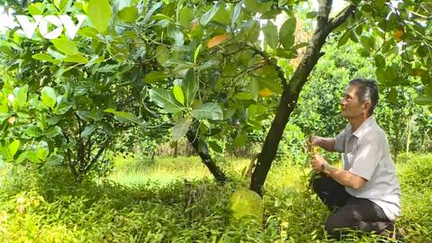 Trồng mít xen măng cụt, kết hợp nuôi ốc, lão nông 80 tuổi khỏe ra, còn thu hàng trăm triệu đồng/năm