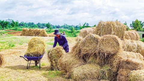 Tận dụng rơm rạ nâng cao thu nhập 