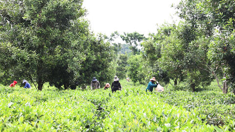 Phát triển các mô hình kinh tế phù hợp, giúp hội viên nông dân tăng thu nhập