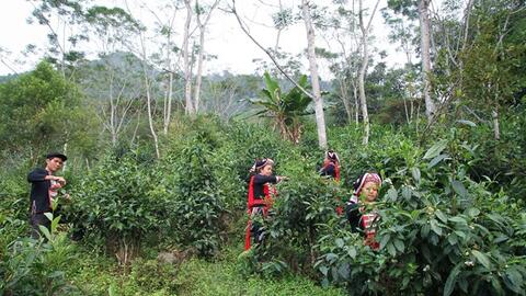 Hà Giang chú trọng quản lý và phát triển chỉ dẫn địa lý “Hà Giang” cho các sản phẩm chè Shan Tuyết