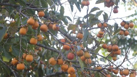 Nghệ An xây dựng thương hiệu cho nông sản địa phương