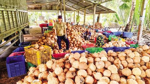 Giá dừa khô giảm nhưng vẫn ở mức cao 