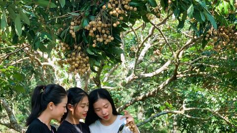 Phát triển nông nghiệp sạch gắn với du lịch 