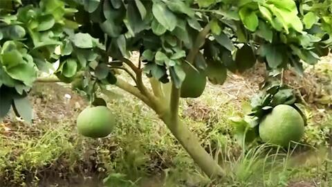 Long An: Chuyển đổi cây trồng trên đất lúa giúp thu lãi hàng trăm triệu đồng/ha