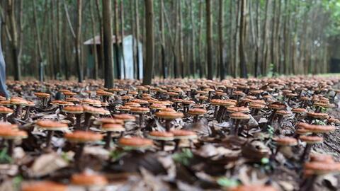 Triển vọng từ mô hình trồng nấm Linh chi đỏ dưới tán rừng ở huyện Krông Bông