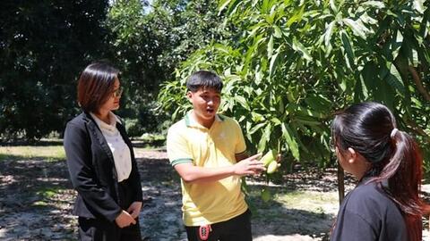 Trồng thử nghiệm thành công giống xoài Keitt có xuất xứ từ Hoa Kỳ