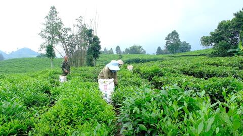 Chè xanh trên đất Mường Khương