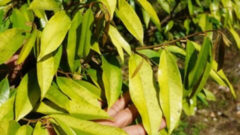 Nhiều diện tích sầu riêng ở Lâm Đồng bị vàng lá thối rễ