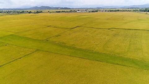 Huyện Krông Nô khuyến cáo nông dân sử dụng giống chuẩn, tuân thủ quy trình canh tác