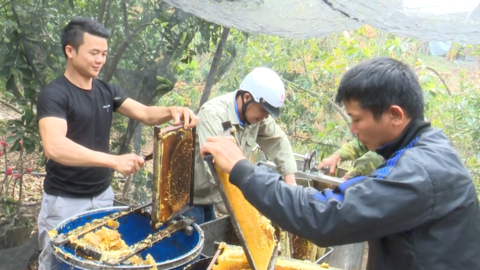 Trai trẻ mỗi năm thu gần 500 triệu đồng nhờ nuôi ong, trồng nhãn