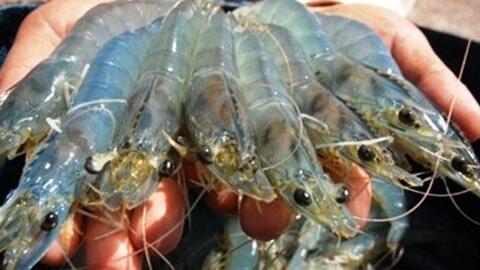 Giá thủy sản xuất khẩu lao dốc, lãi sau thuế quý III của Thủy sản Nam Việt chỉ còn 1 tỷ đồng