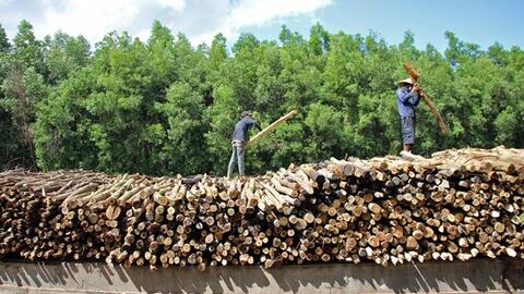 Cà Mau cải thiện chất lượng cây giống để phát triển kinh tế lâm nghiệp