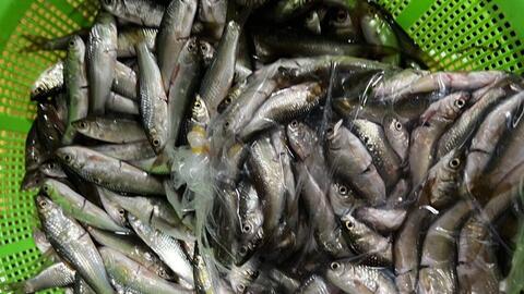 Dân đua nhau mua loại cá chỉ bé bằng đầu đũa, tiểu thương ngày bán vài tạ