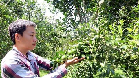 Nguyễn Thái Sơn - Chàng trai 9X với mô hình vườn cây ăn trái theo hướng hữu cơ