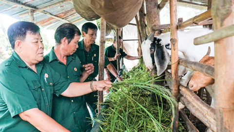 Cựu chiến binh giúp nhau làm kinh tế 