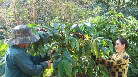 Niềm vui nhân đôi với người trồng cà phê