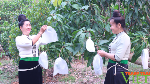 Sắp diễn ra Gala "Nông dân Sơn La với tiêu thụ nông sản"