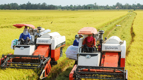 Định vị lại ngành lúa gạo Việt Nam 
