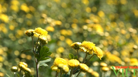 Triển vọng kinh tế từ hoa cúc chi ở Yên Châu