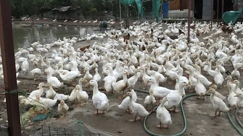 Hiệu quả từ mô hình nuôi vịt thương phẩm