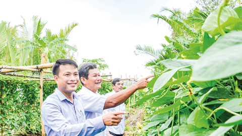 Vành đai rau xanh giúp dân thoát nghèo 