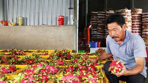 Thanh long cuối mùa giá cao gấp 3 lần cùng kỳ năm trước