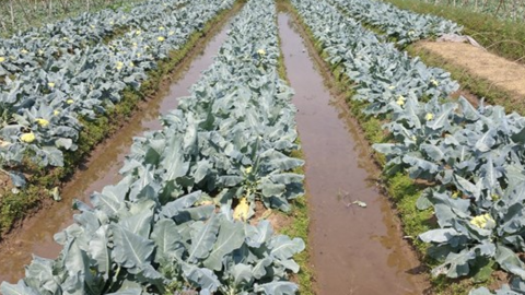 Trồng súp lơ vàng chanh trái vụ hiệu quả kinh tế cao