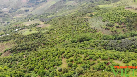 Yên Châu phủ xanh đất dốc bằng cây ăn quả