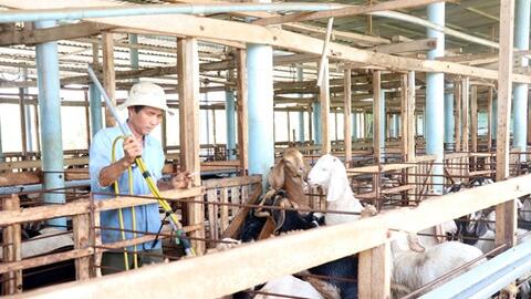 Vùng ven biển Gò Công nuôi dê cho thu nhập cao