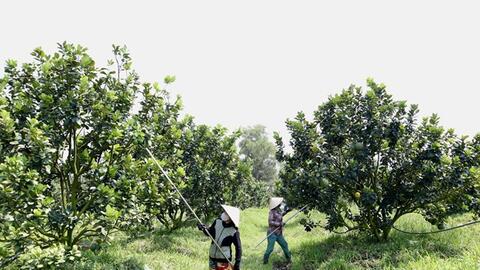 50% diện tích trồng trọt sử dụng phân bón hữu cơ vào năm 2050