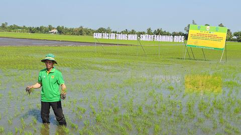 Thực hiện canh tác lúa thông minh phát thải thấp gắn với tăng trưởng xanh 