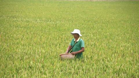 Trà Vinh hạn chế thiệt hại do ảnh hưởng hạn, mặn cuối vụ