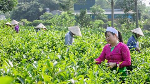 Hỗ trợ 13 xã vùng dân tộc thiểu số phát triển kinh tế