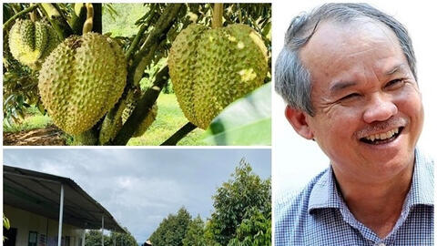 HAGL dự kiến sẽ trả 1.000 tỷ đồng nợ, bán tiếp cả bệnh viện, chỉ chú trọng vào chuối, lợn, sầu riêng