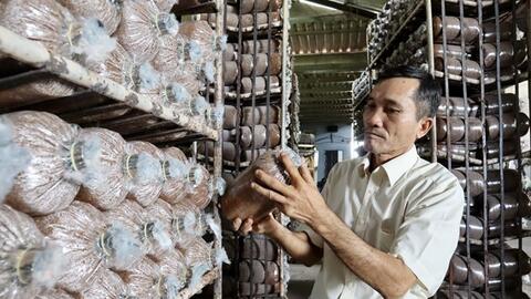 Lão nông Bùi Văn Mười học hỏi, làm giàu từ nghề trồng nấm