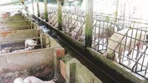 Trà Vinh ưu tiên chăn nuôi theo quy mô trang trại