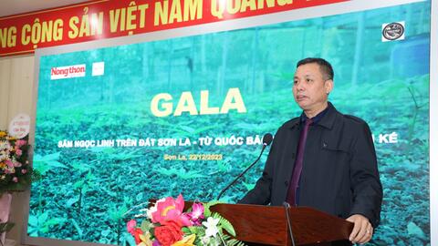 Nhiều giải pháp phát triển Sâm Ngọc Linh trên đất Sơn La