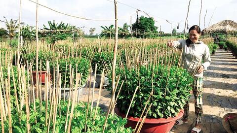 Nghề trồng hoa Tết “vào mùa” 