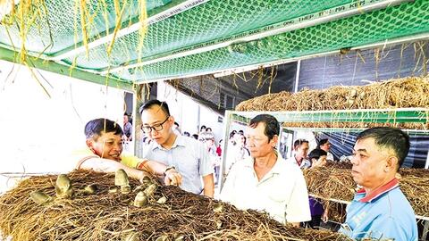 Sử dụng rơm hiệu quả theo hướng nông nghiệp tuần hoàn 