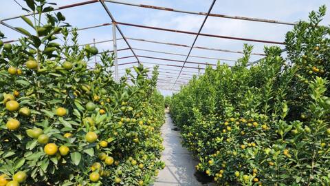 Quất Tứ Liên lên chậu, sẵn sàng phục vụ thị trường Tết Nguyên đán 2024