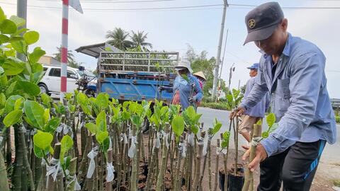 Tạo thuận lợi phát triển sản xuất giống cây trồng 