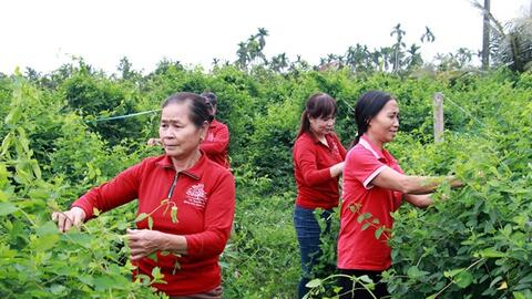 Nam Định nâng tầm sản phẩm OCOP đặc trưng của địa phương